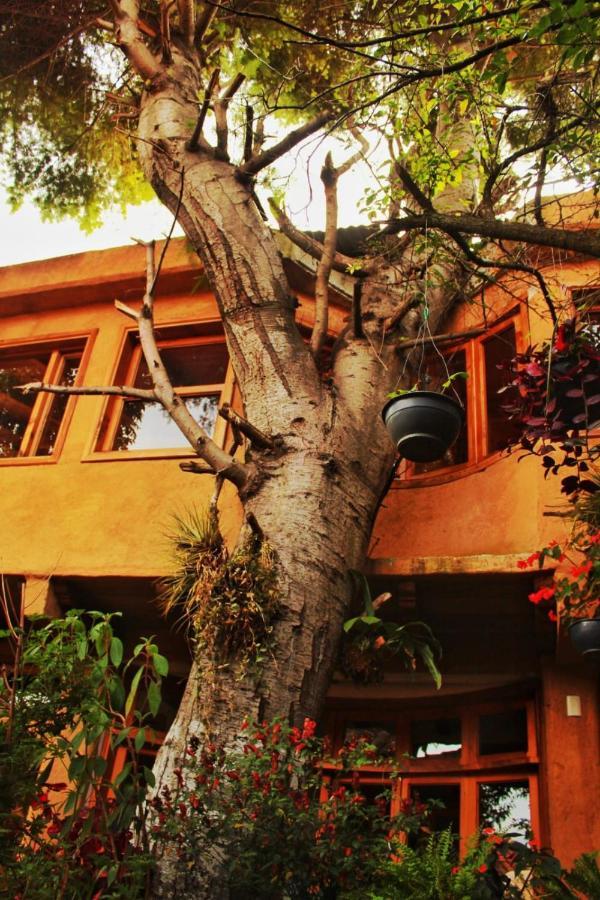 Hospedaje Boutique Paz Creativa San Cristóbal de Las Casas 外观 照片